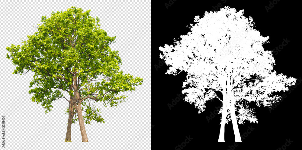 Fototapeta tree on transparent background picture with clipping path