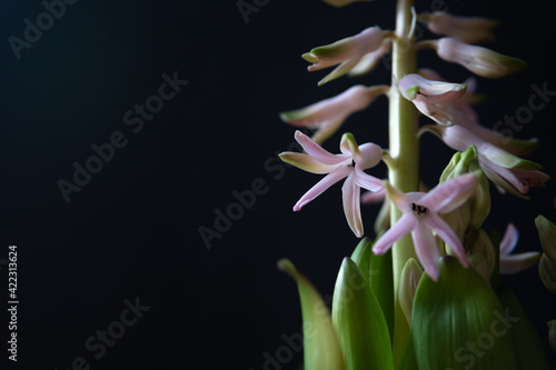 Pink hyacinth flowers isolated on dark background. Bulb plant, symbol of spring. Banner with copy space. Selective focus.