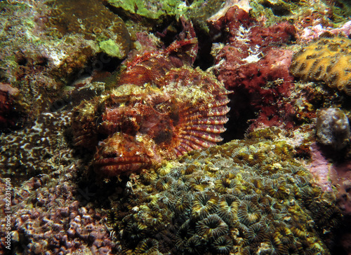 A Bearded scorpionfish camouflaged amongst corals Cebu Philippines 
