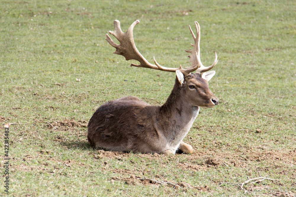 Fototapeta premium Damhirsch im braunen Winterfell. Liegend auf einer Waldwiese.