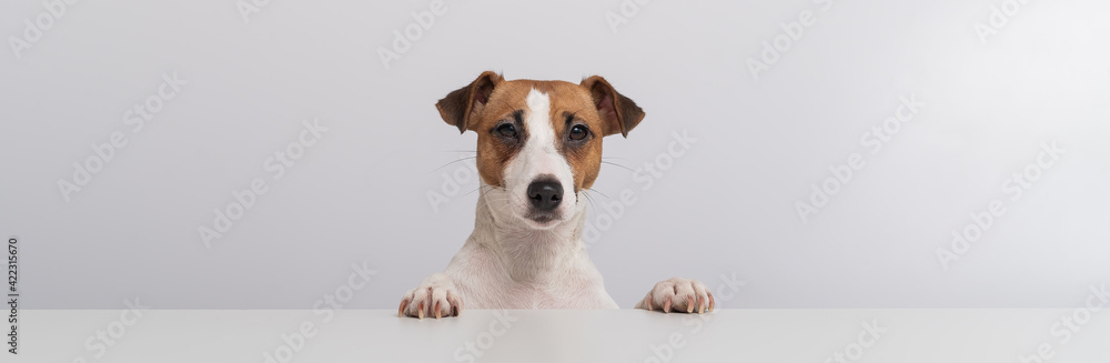 Gorgeous purebred Jack Russell Terrier dog peeking out from behind a banner on a white background. Copy space Gorgeous purebred Jack Russell Terrier dog peeking out from behind a banner on a white background. Copy space