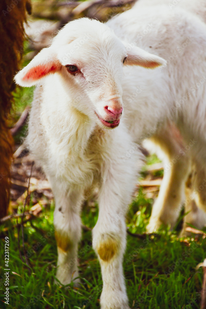 Cute little lamb on fresh spring green meadow during sunset Cute little lamb on fresh spring green meadow during sunset