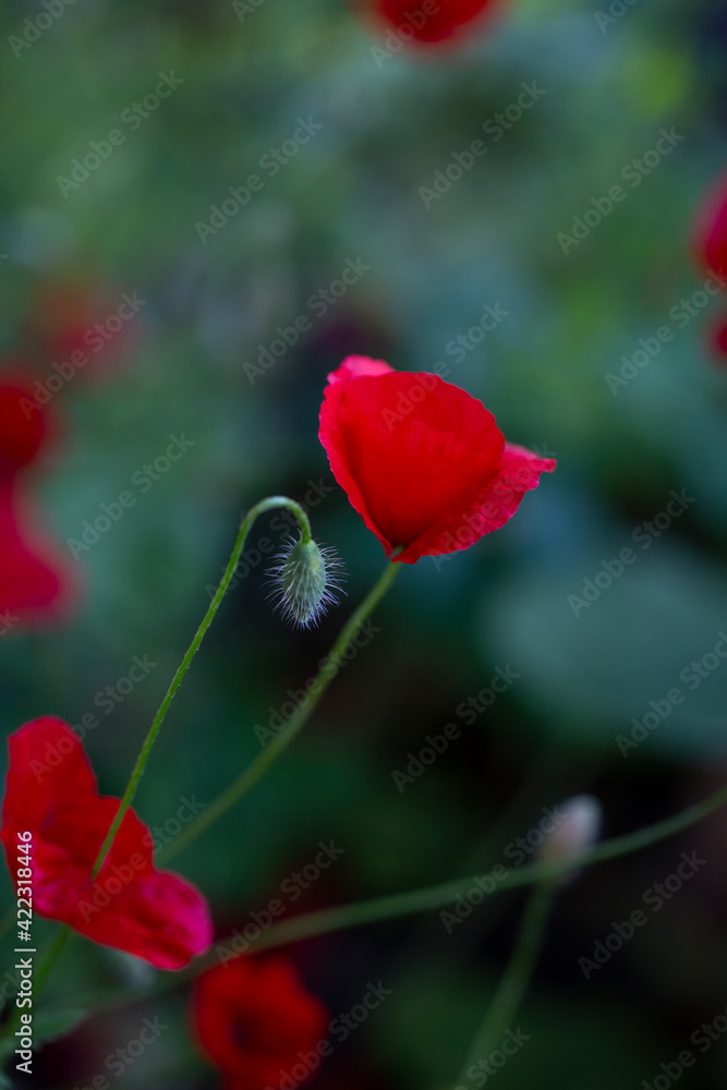 Obraz premium red wild poppy on dark green background