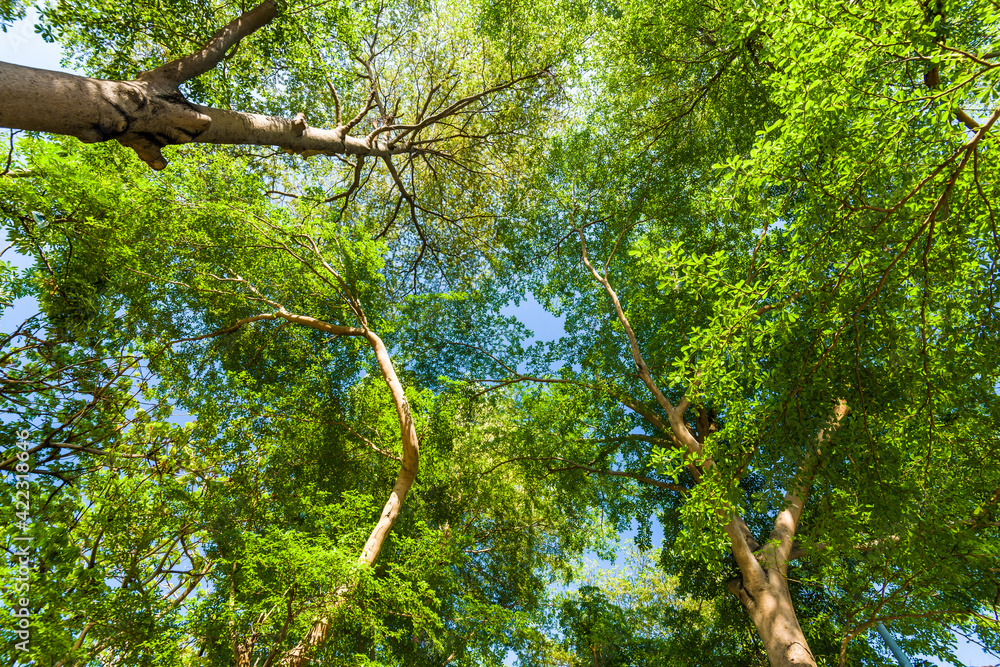 Fototapeta premium Lush green trees with blue sky background