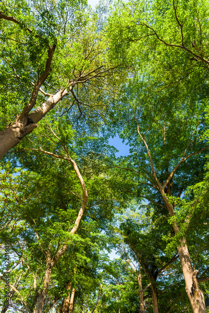 Fototapeta premium Low angle view of large trees with the blue sky background