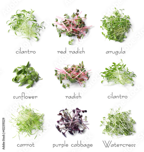 Set of different fresh microgreens on white background, top view