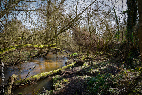 Tangled fallen trees lie across a shallow stream on a bright spring morning