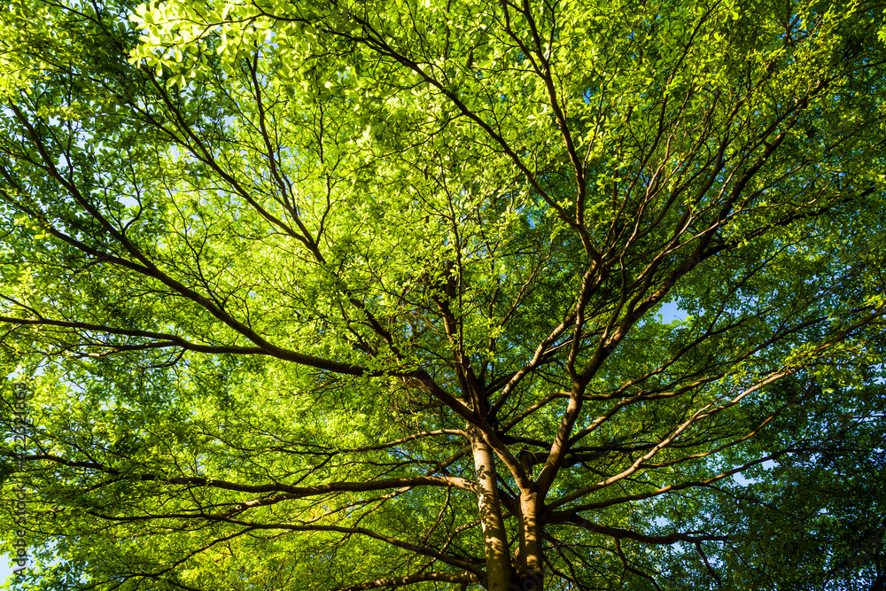 low angle view of green trees with the blue sky background