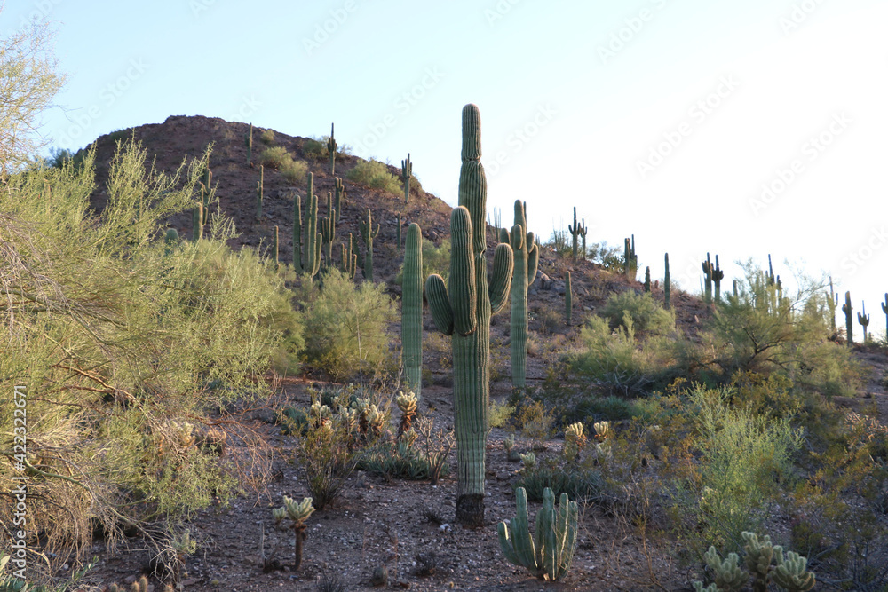 Arizona USA Colorado, Cactus Valley