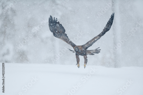 Golden Eagle flying in snow storm in forest