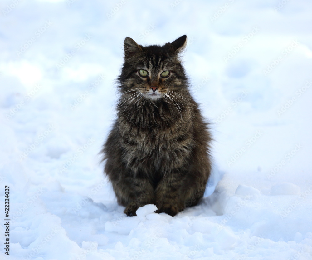 A gray fluffy cat sits on the white snow A gray fluffy cat sits on the white snow