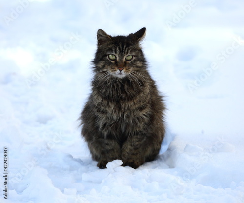 A gray fluffy cat sits on the white snow