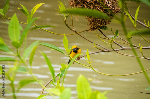 Asian Golden Weaver perching on grass stem in paddy field. Ploceus hypoxanthus bird in tropical forest 