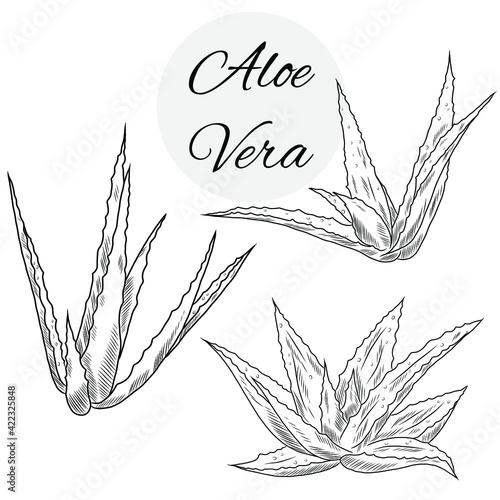 llustration with collection of aloe vera plant, hand drawn plants