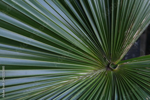 palm frond closeup