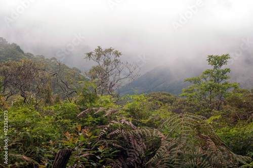 Neblina em Montanha na Mata Atlântica, Brasil.