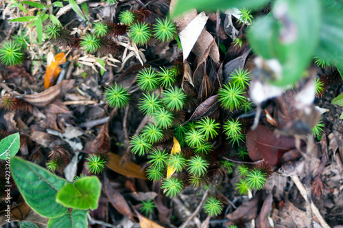 Detalhe de planta