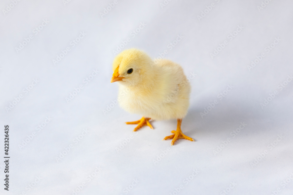 1 day old yellow chick 1 day old yellow chick
