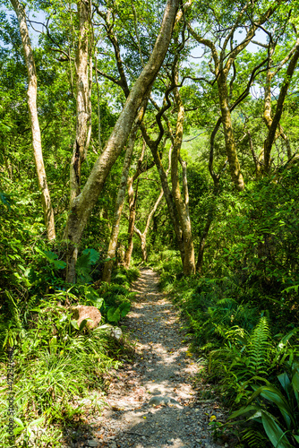 The trail through the green forest in the mountain of Pingtung, Taiwan.