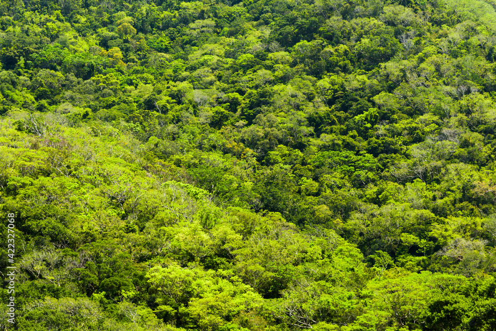 Beautiful green forest in the mountains of Taiwan. Beautiful green forest in the mountains of Taiwan.