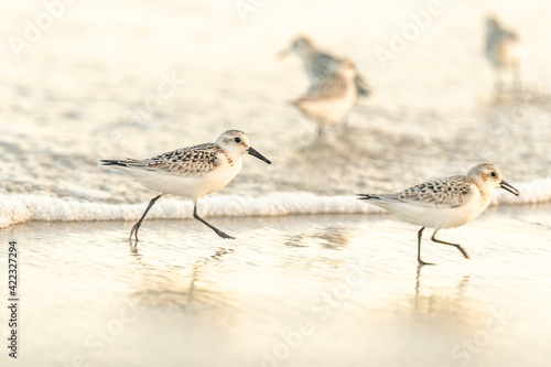 bird on the beach