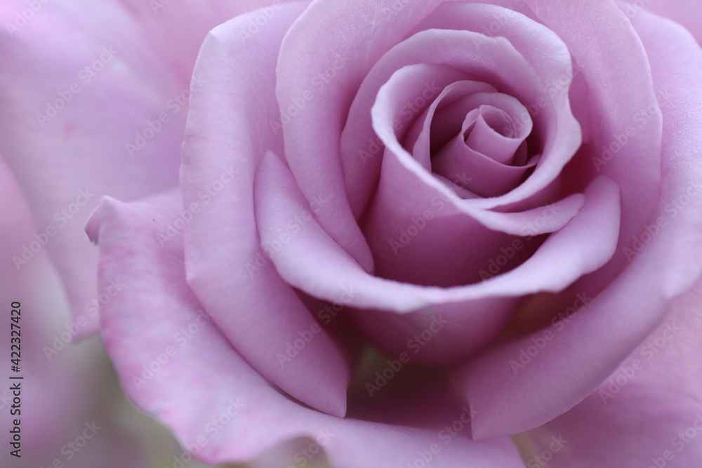 紫色のバラの花 紫色のバラの花
