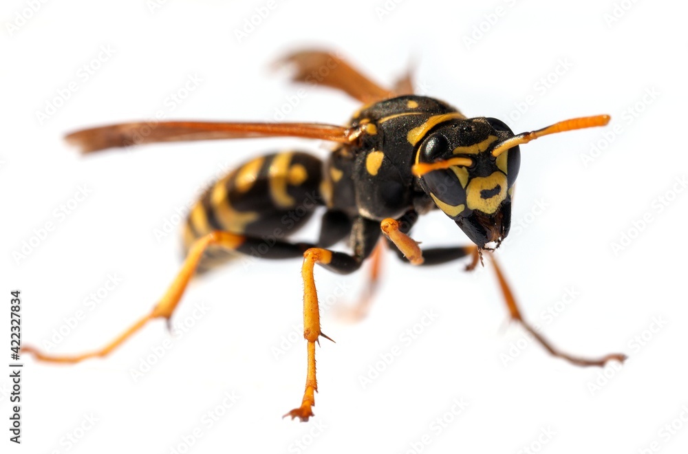 wasp isolated on white background Vespula Vulgaris wasp isolated on white background Vespula Vulgaris