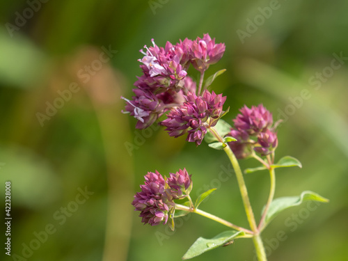 Oregano - Origanum vulgare