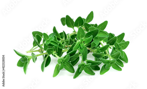 fresh thyme or Lemon thyme leaf isolated on a white background ,Green leaves pattern