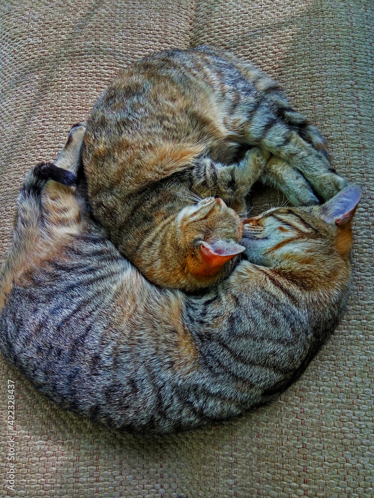 Two kittens sleep side by side