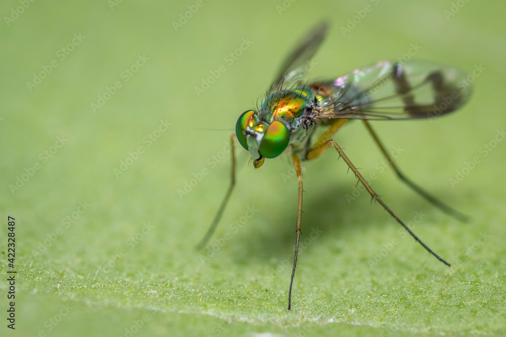 fly on leaf fly on leaf