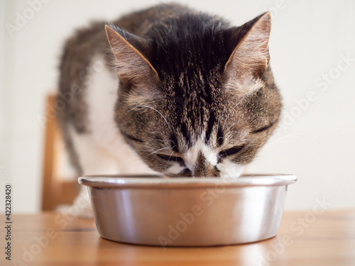 テーブルの上で餌を食べる猫