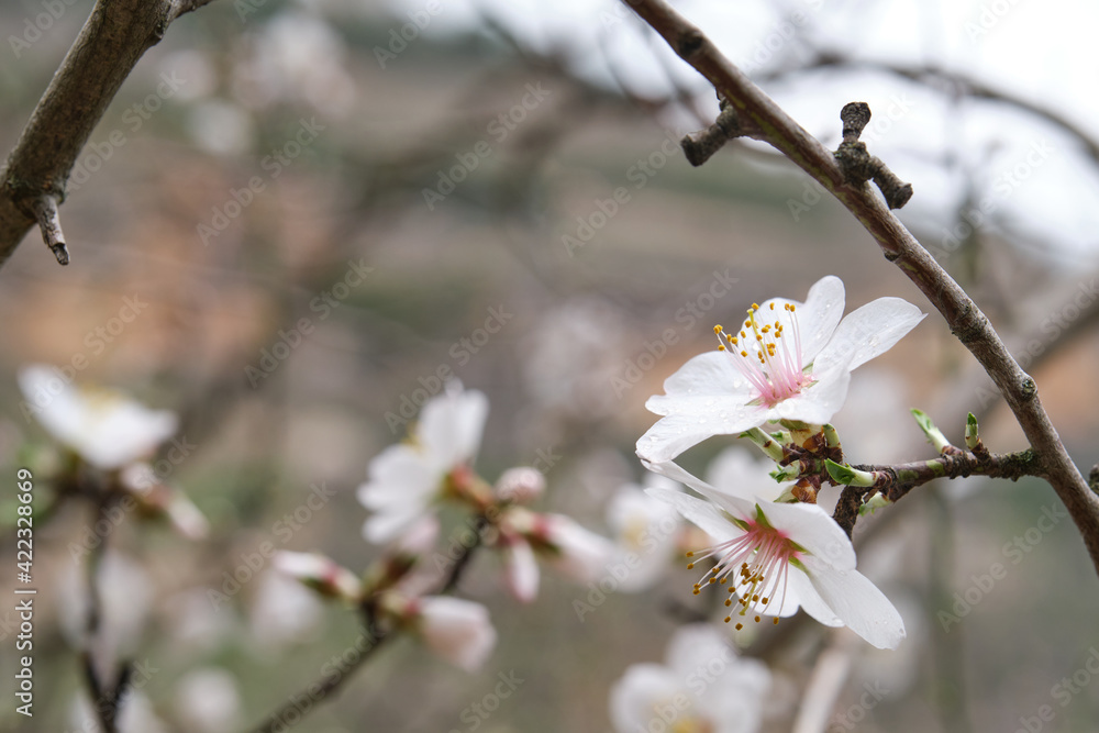 Almond tree flower close-up. Water drops on petals. Almond tree flower close-up. Water drops on petals.
