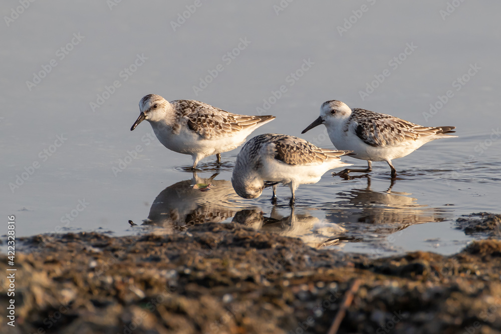 Sanderling - Calidris alba Sanderling - Calidris alba