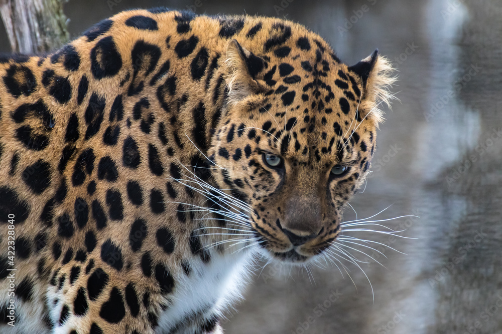Fototapeta premium Portrait of a Far Eastern leopard