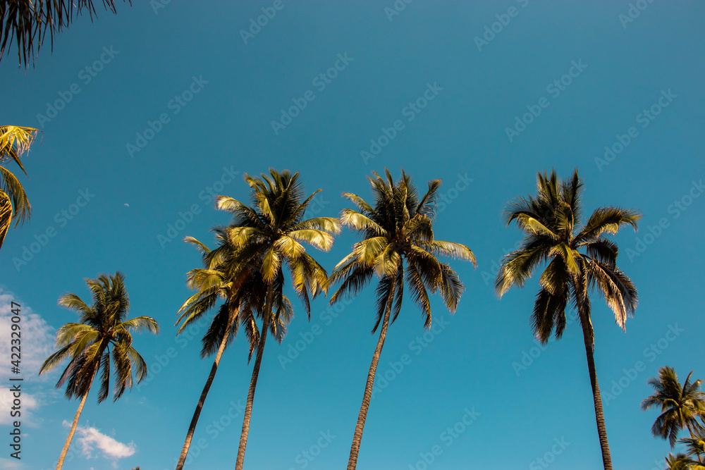 Fototapeta premium palm tree in the sky
