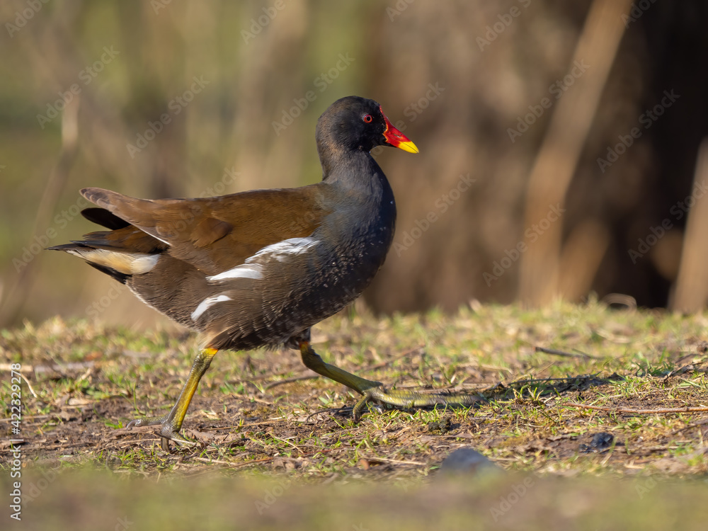 Common moorhen - Gallinula chloropus Common moorhen - Gallinula chloropus