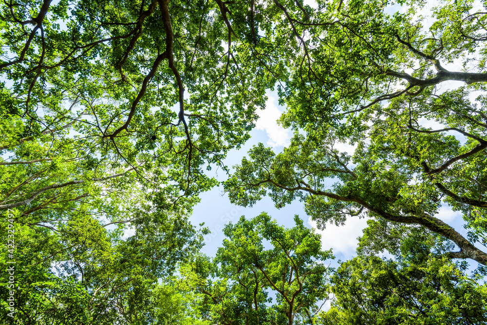 low angle view of verdant trees in the forest, In the mountains of Pingtung, Taiwan. low angle view of verdant trees in the forest, In the mountains of Pingtung, Taiwan.