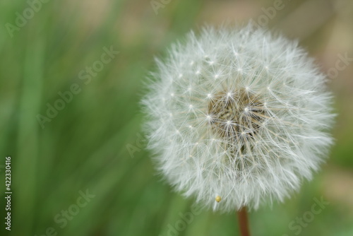 L  wenzahn   Pusteblume