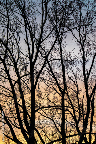 Abstract Silhouette of trees at sunset