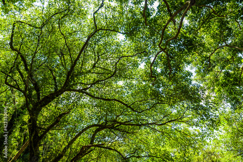 Low-angle view of verdant trees in the forest of mountains, Pingtung, Taiwan. © BINGJHEN
