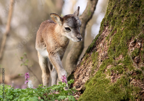 Ovis Musimon mouflon cub in the nature habita.Wildlife scene from nature