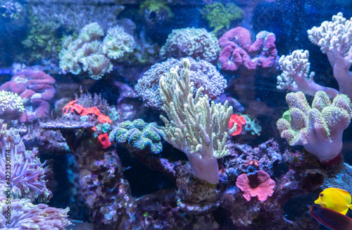 Coral Reef in Sunlightmarine aquarium.