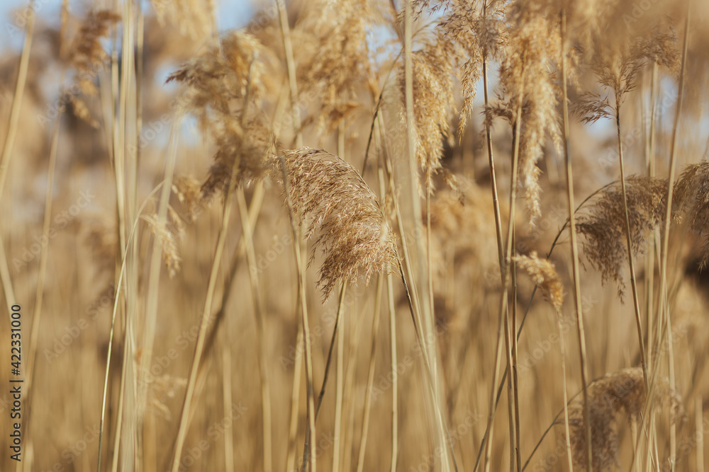 Fototapeta premium A close up view of the pampas grass plant.