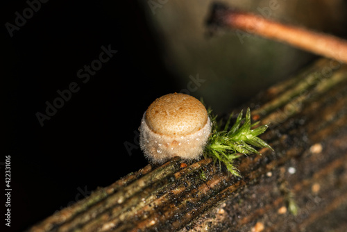 A very small woody fungus Crucibulum laeve and a piece of moss, super macro photo