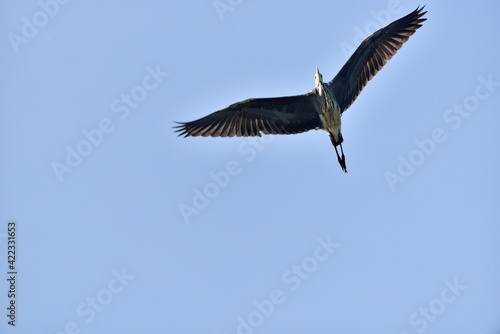 Grey heron in flight seen from below © ezp