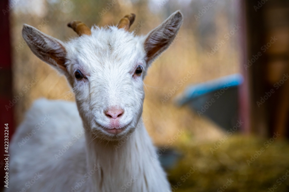 cute goat cub looks at the camera.