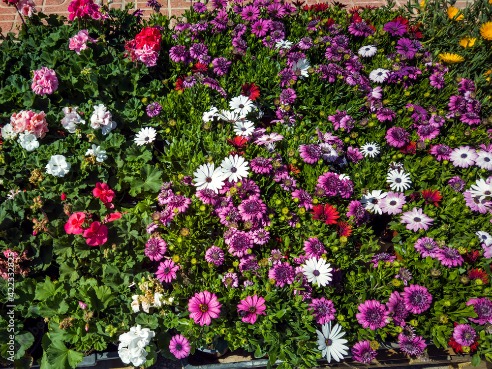Flower bed with colorful kinds of flowers. Nature and summer