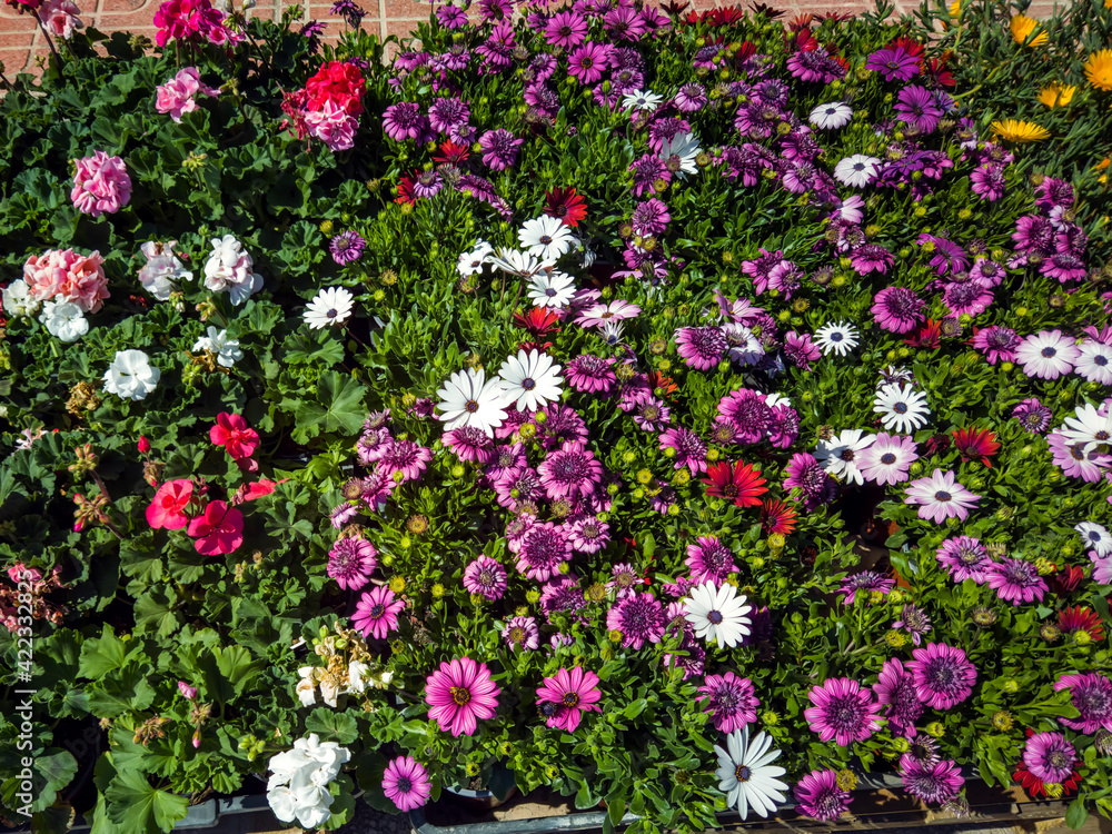 Fototapeta premium Flower bed with colorful kinds of flowers. Nature and summer