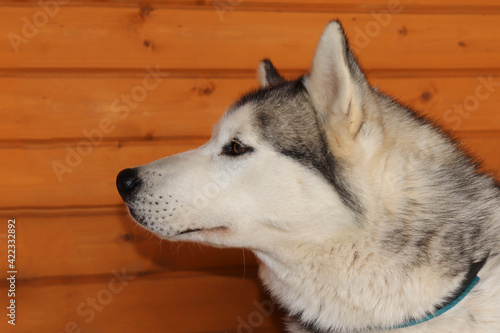 Portrait of a beautiful well-groomed dog looking to the side. Riding Dog Siberian Husky.